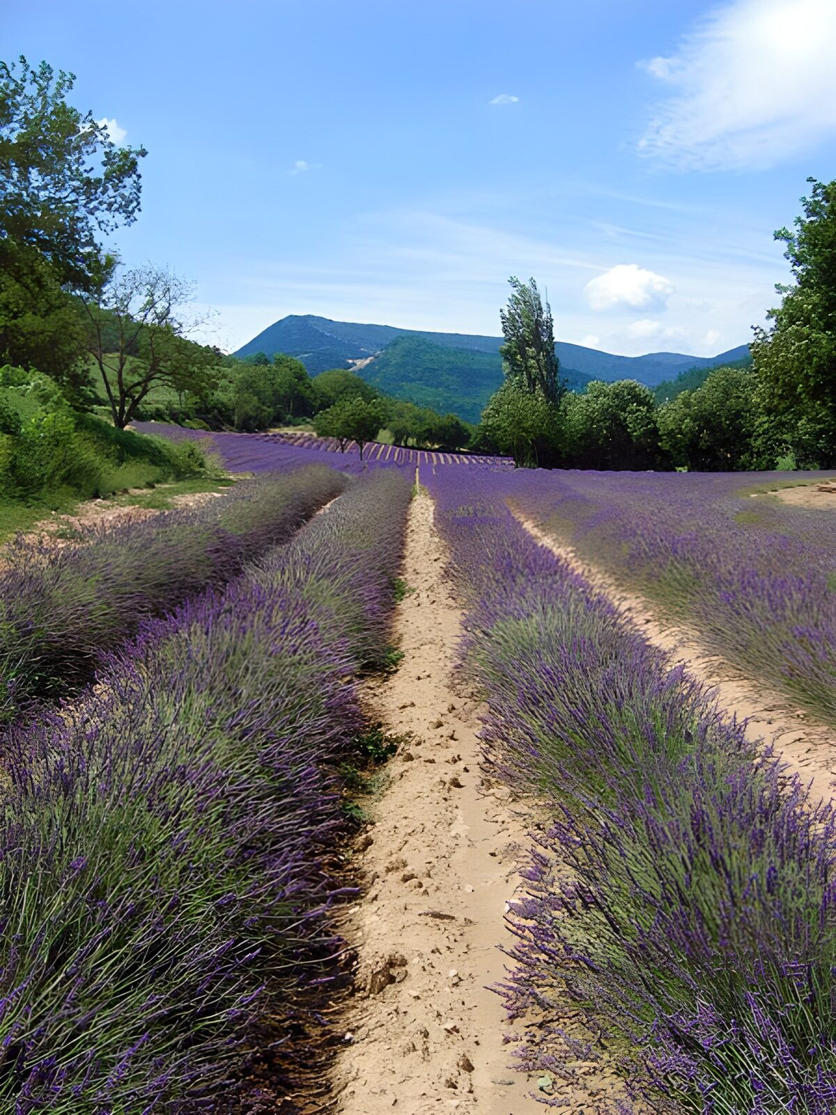 Campo de lavanda bajo un cielo azul