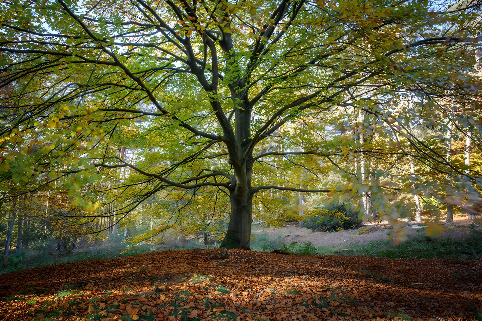 TPES39095: Árbol entre hojas verdes y amarillas