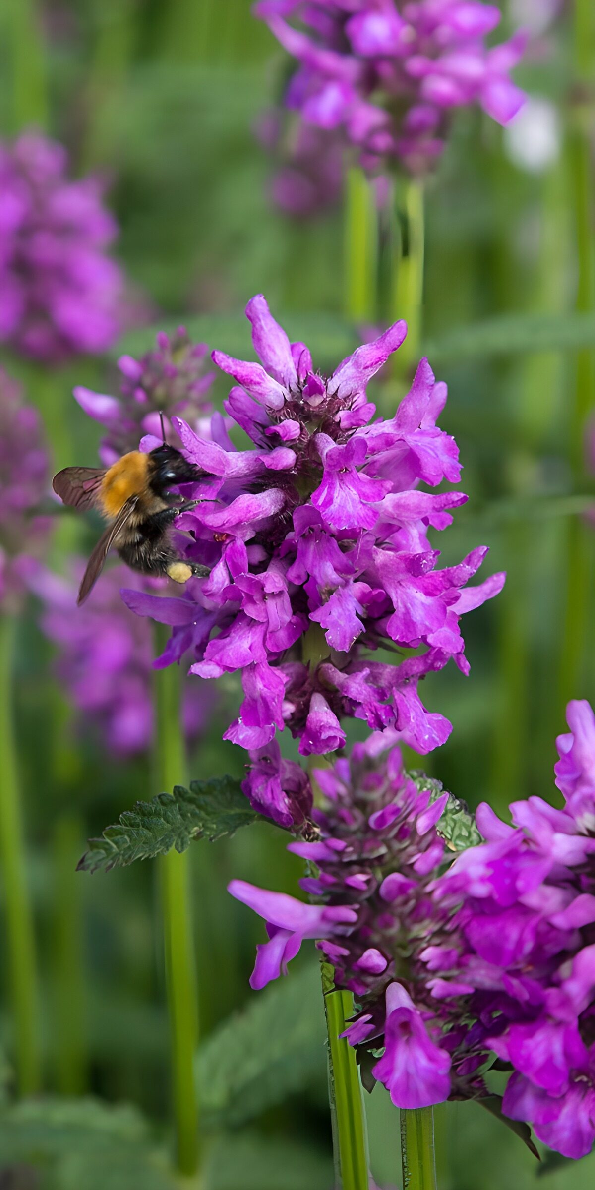 TPES95684: Abejorro sobre flores moradas al sol