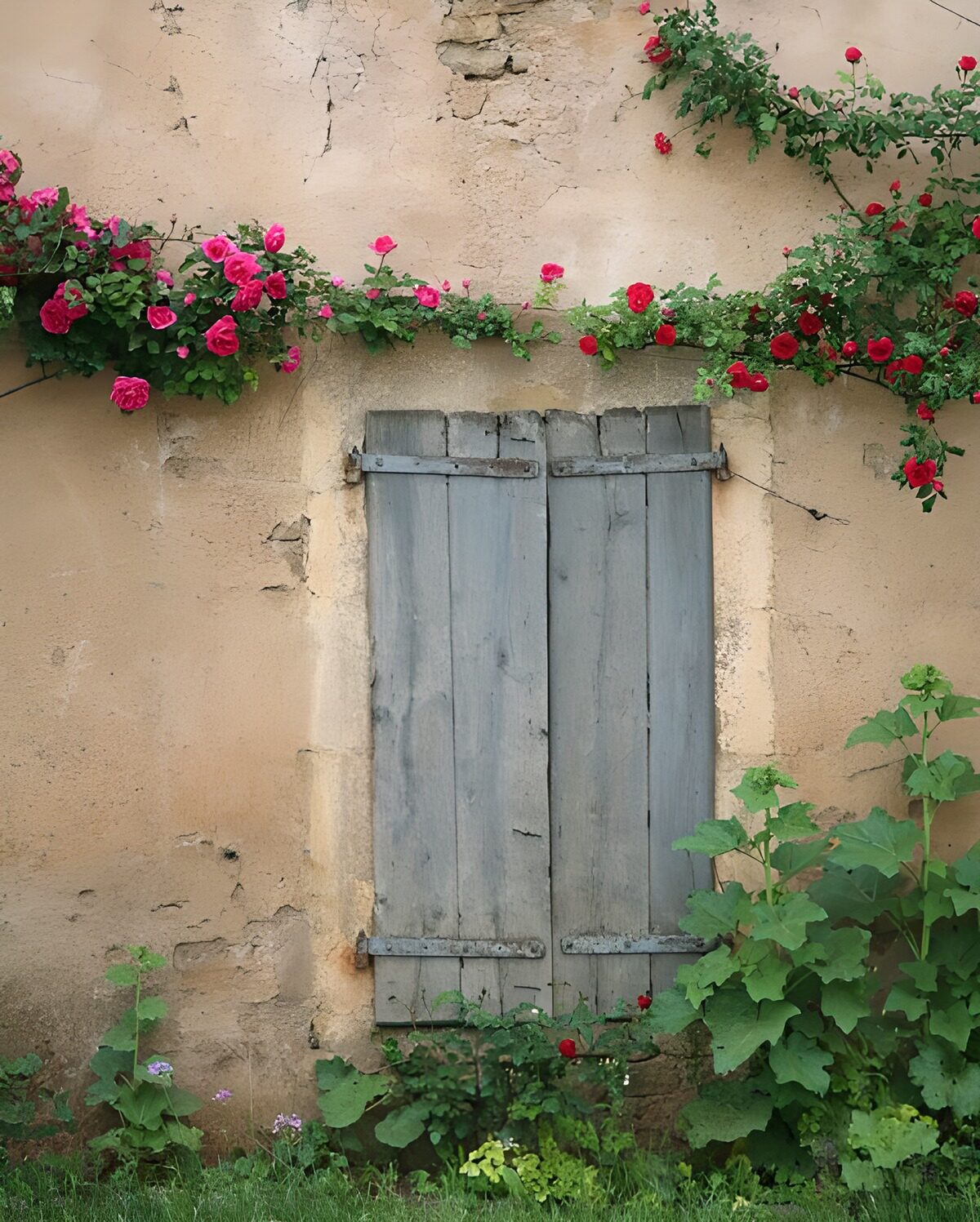 TPES43051: Contraventanas grises entre rosas