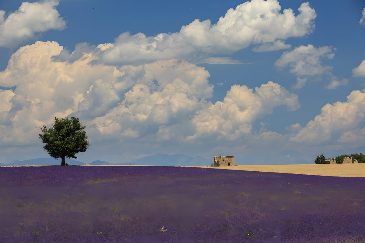 Nubes de nata sobre un mar de lavanda