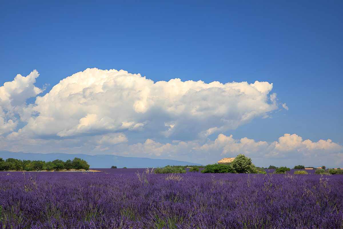 Campo de lavanda bajo grandes nubes