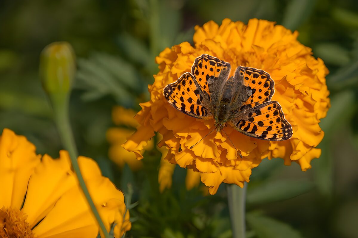 Mariposa naranja sobre un tagete al sol