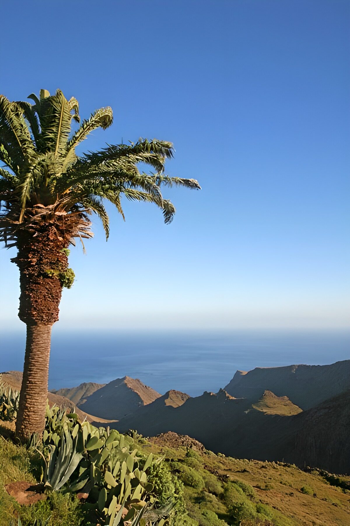 TPES45548: Palmera y cactus sobre una costa soleada