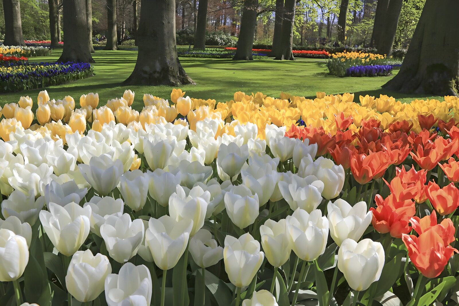 TPES77949: Tulipanes de colores al sol