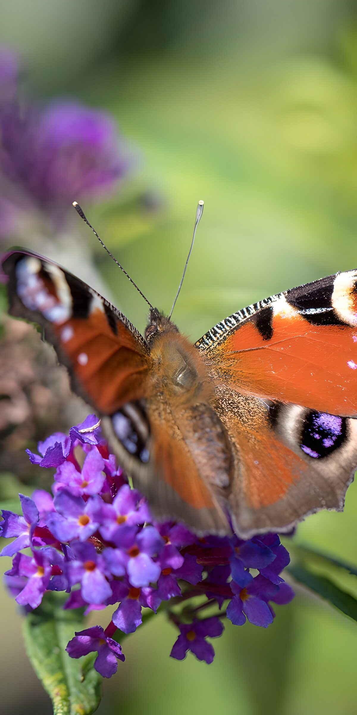 TPES67670: Mariposa pavo real sobre flores violetas