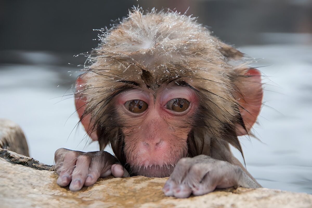Macaco japonés al borde del agua