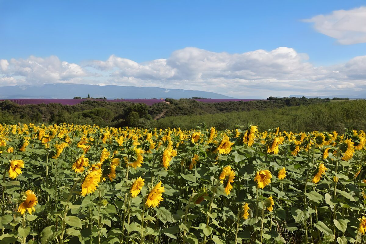 Campo de girasoles bajo las nubes