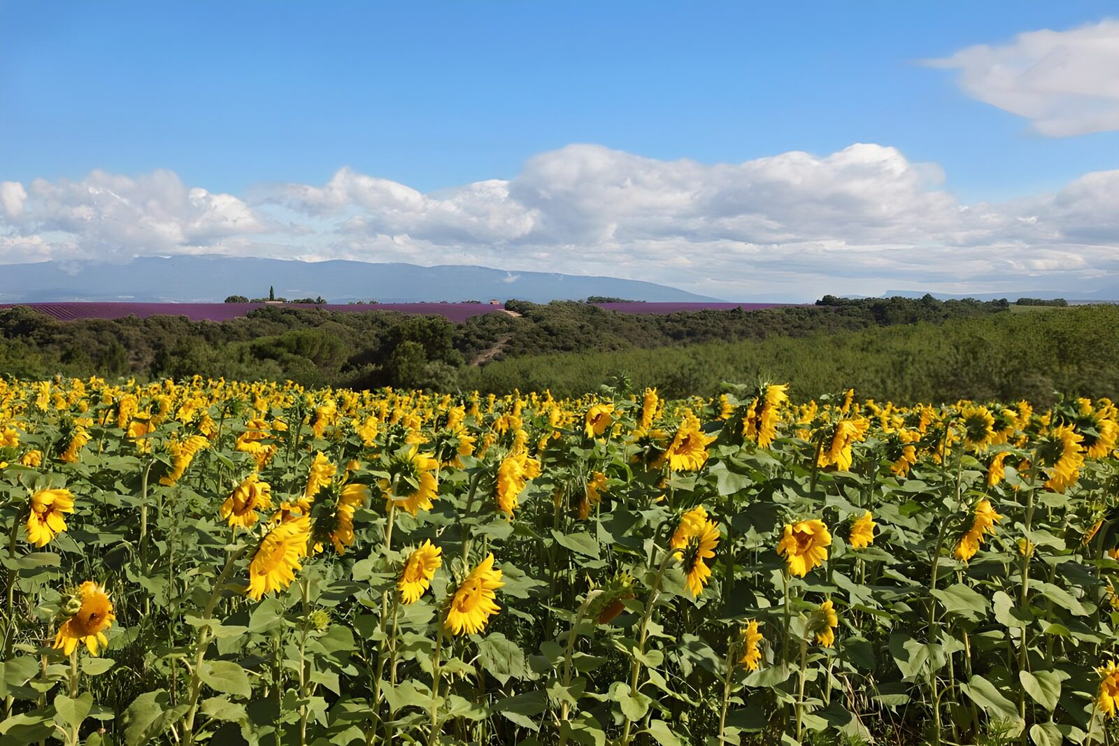 TPES14183: Campo de girasoles bajo las nubes