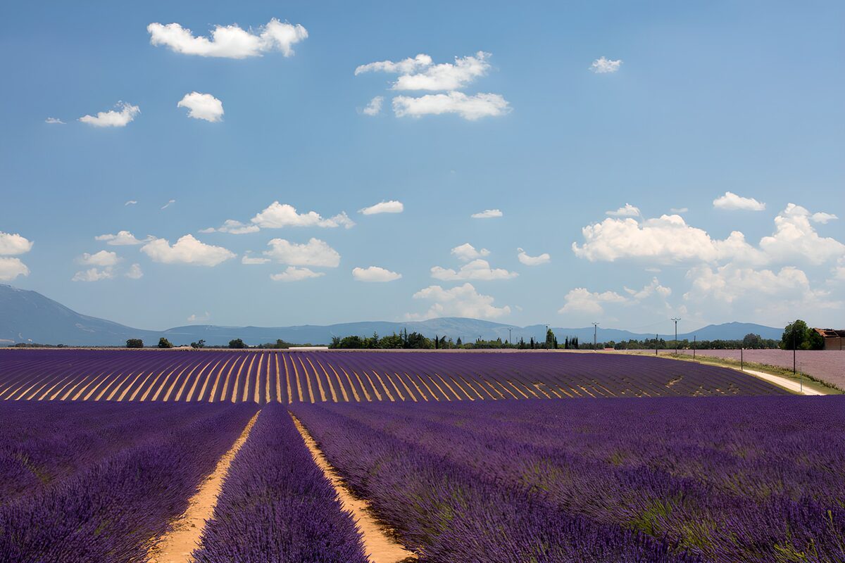 Surcos de lavanda hacia el azul