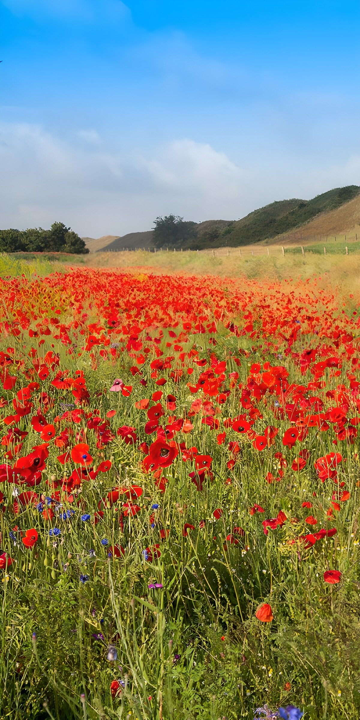 TPES90823: Amapolas que tiñen de rojo el verano