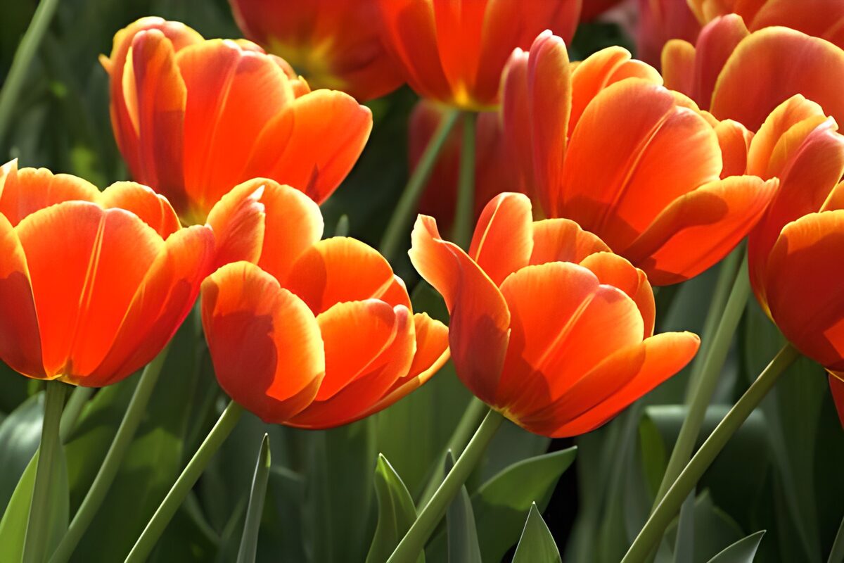 Tulipanes naranjas al sol