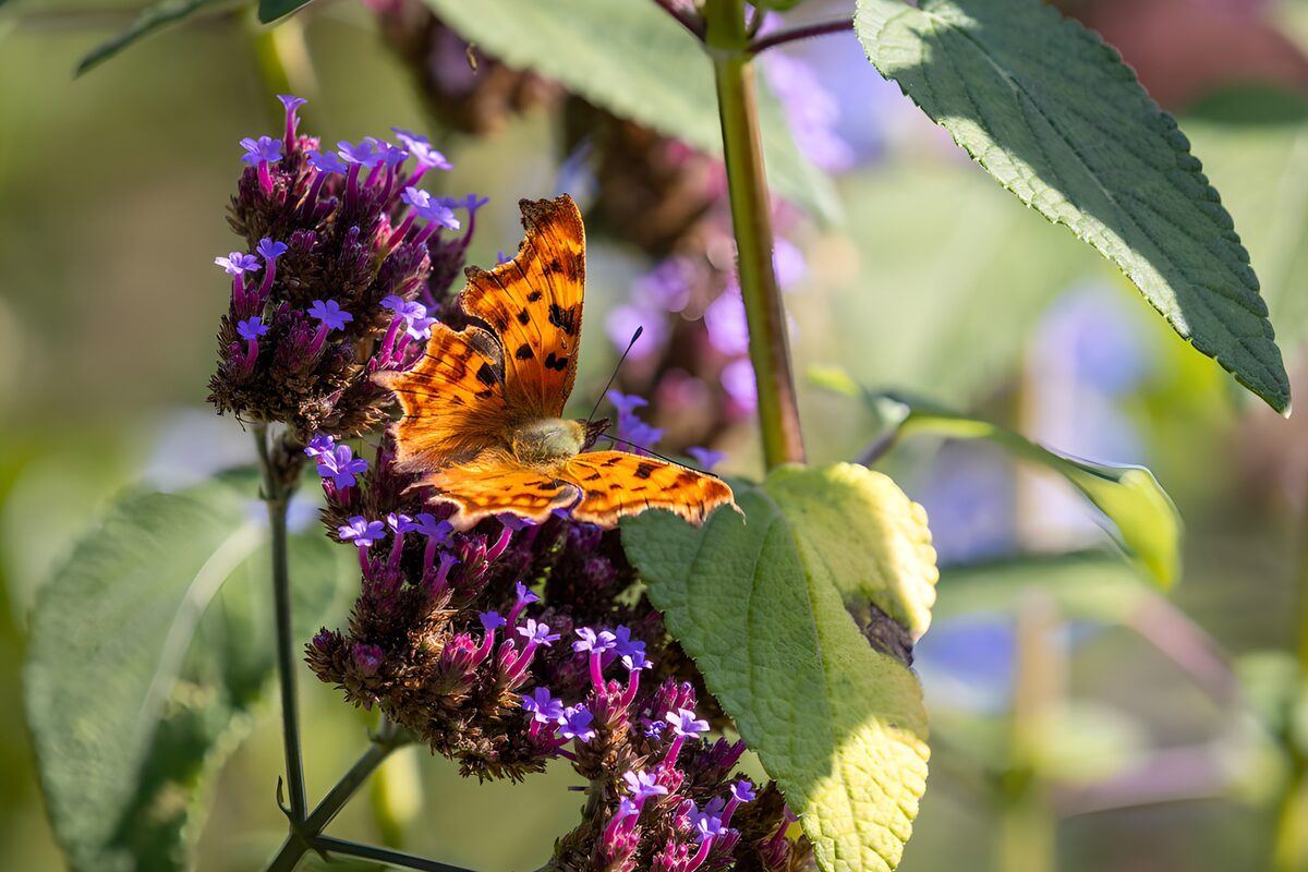 Mariposa naranja sobre flores moradas