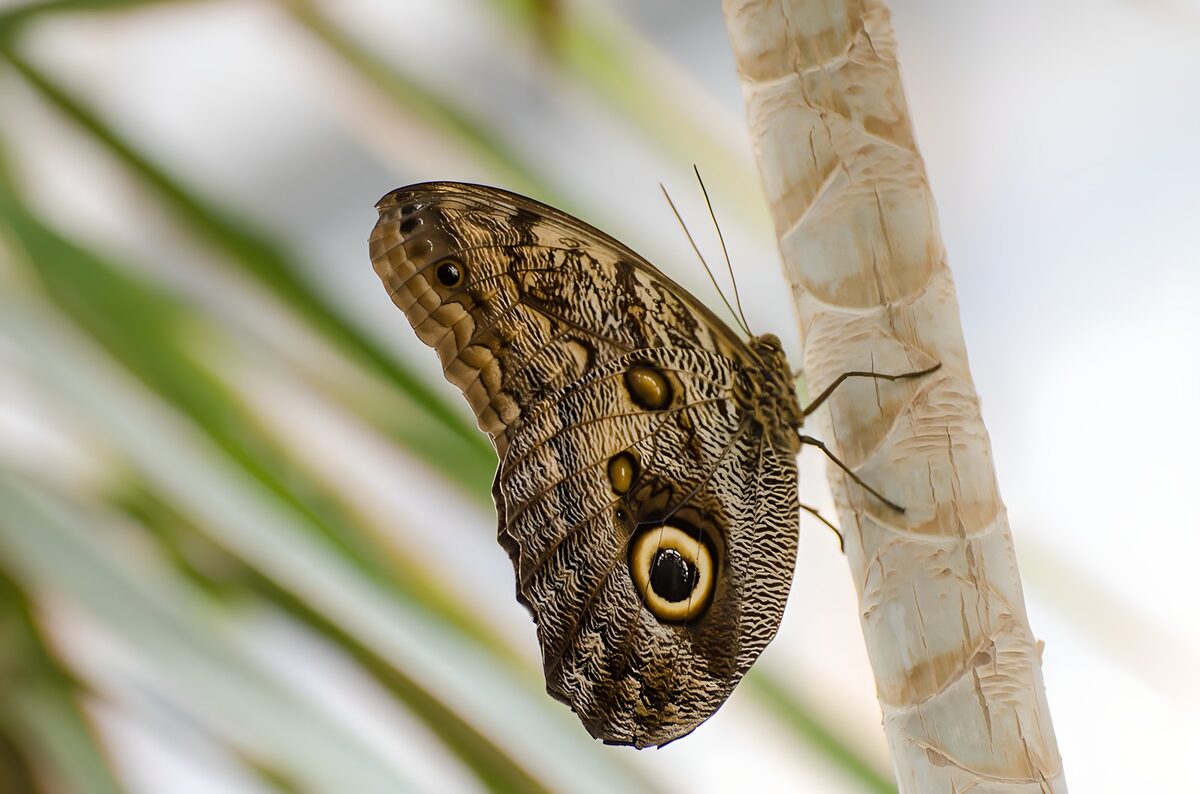 Mariposa de perfil sobre un tallo