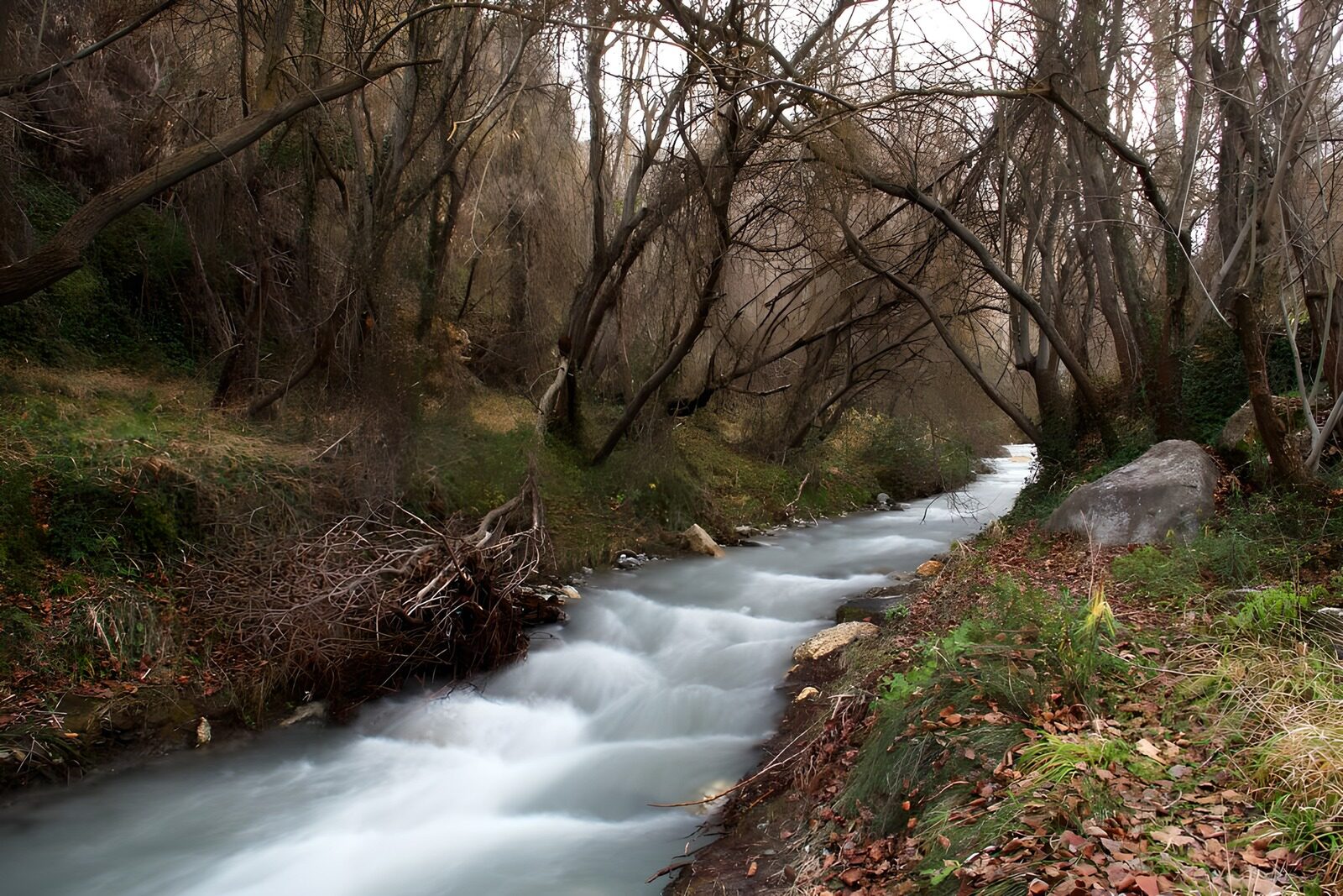 TPES33511: Arroyo entre árboles sin hojas
