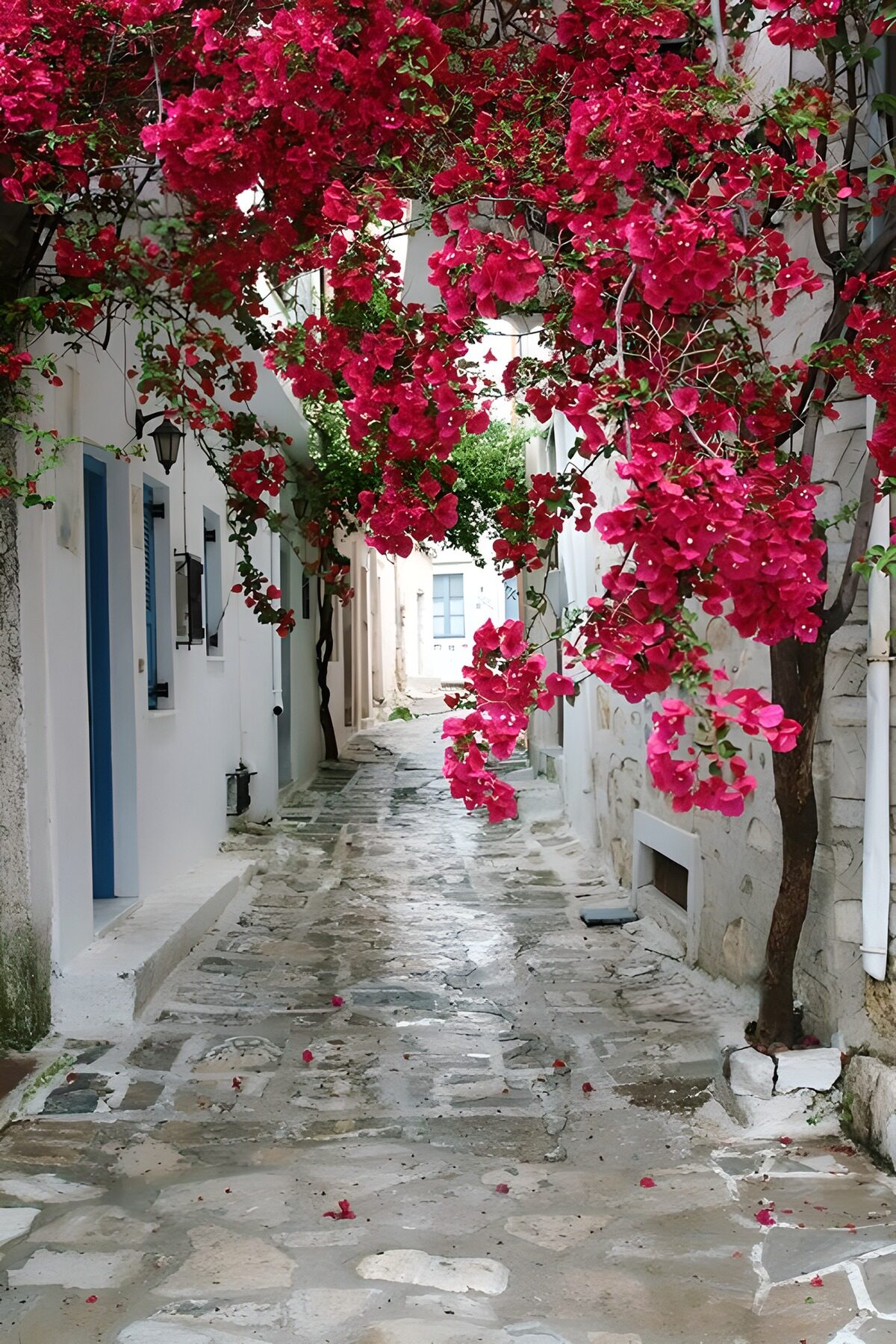 Callejón blanco con buganvilla rosa