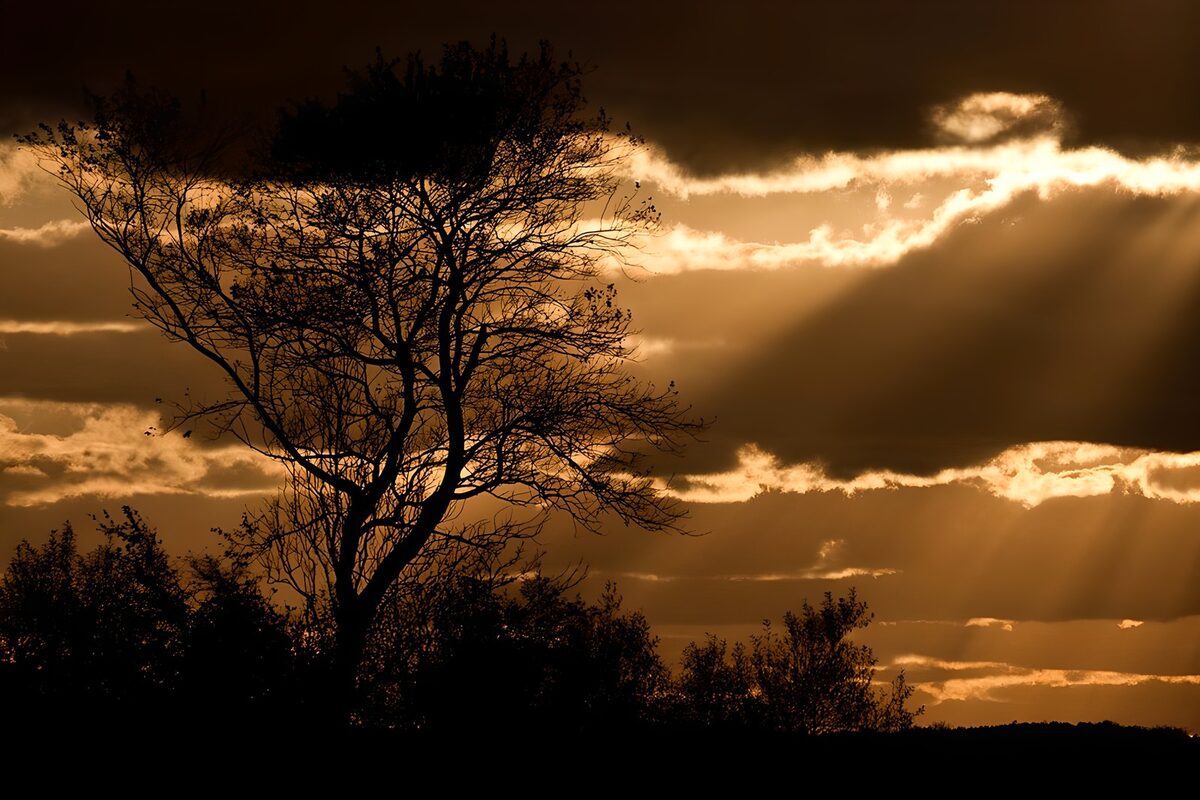 Árbol a contraluz al atardecer