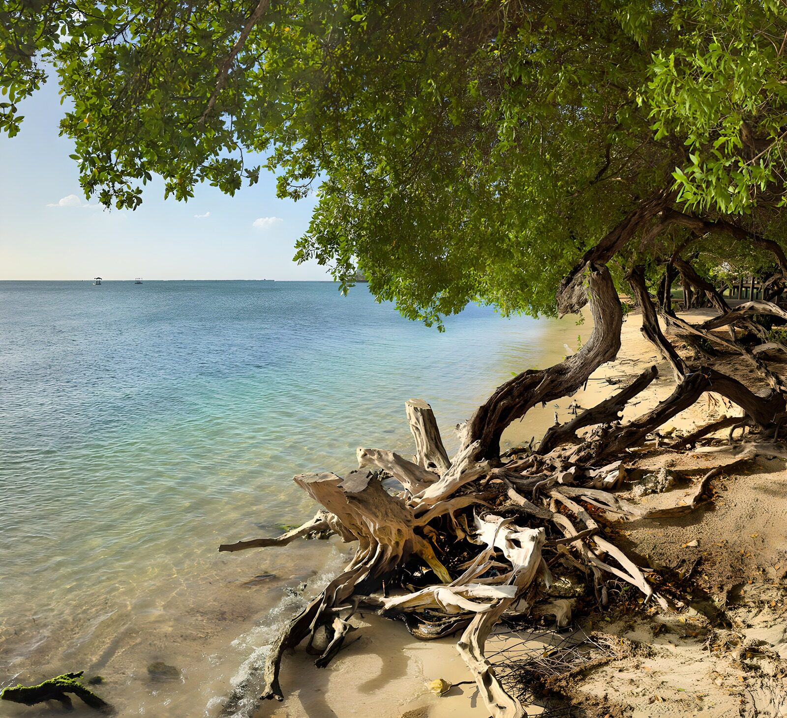 TPES89793: Árbol y raíces junto al mar en calma