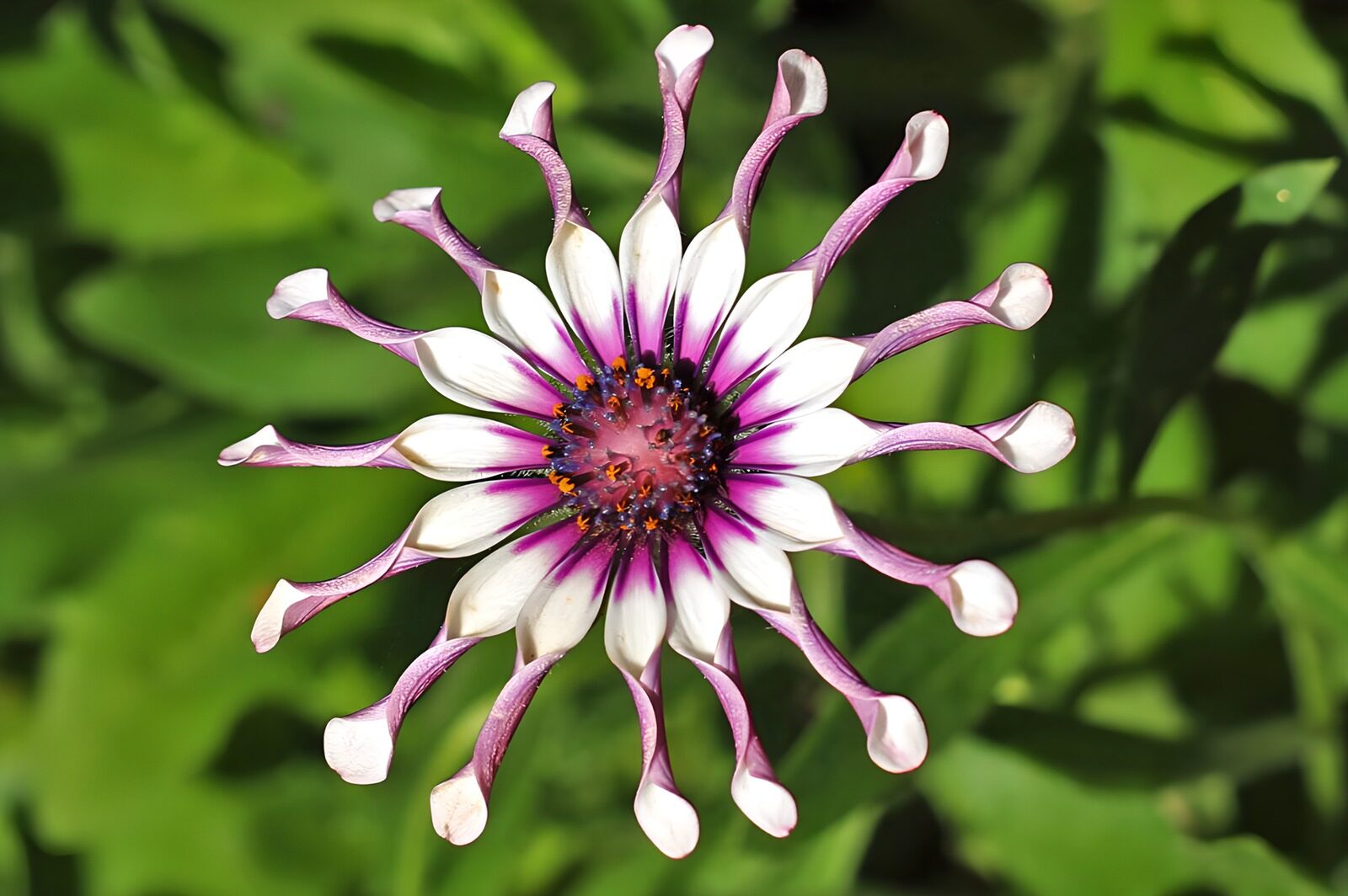 TPES40904: Margarita africana blanca y violeta al sol