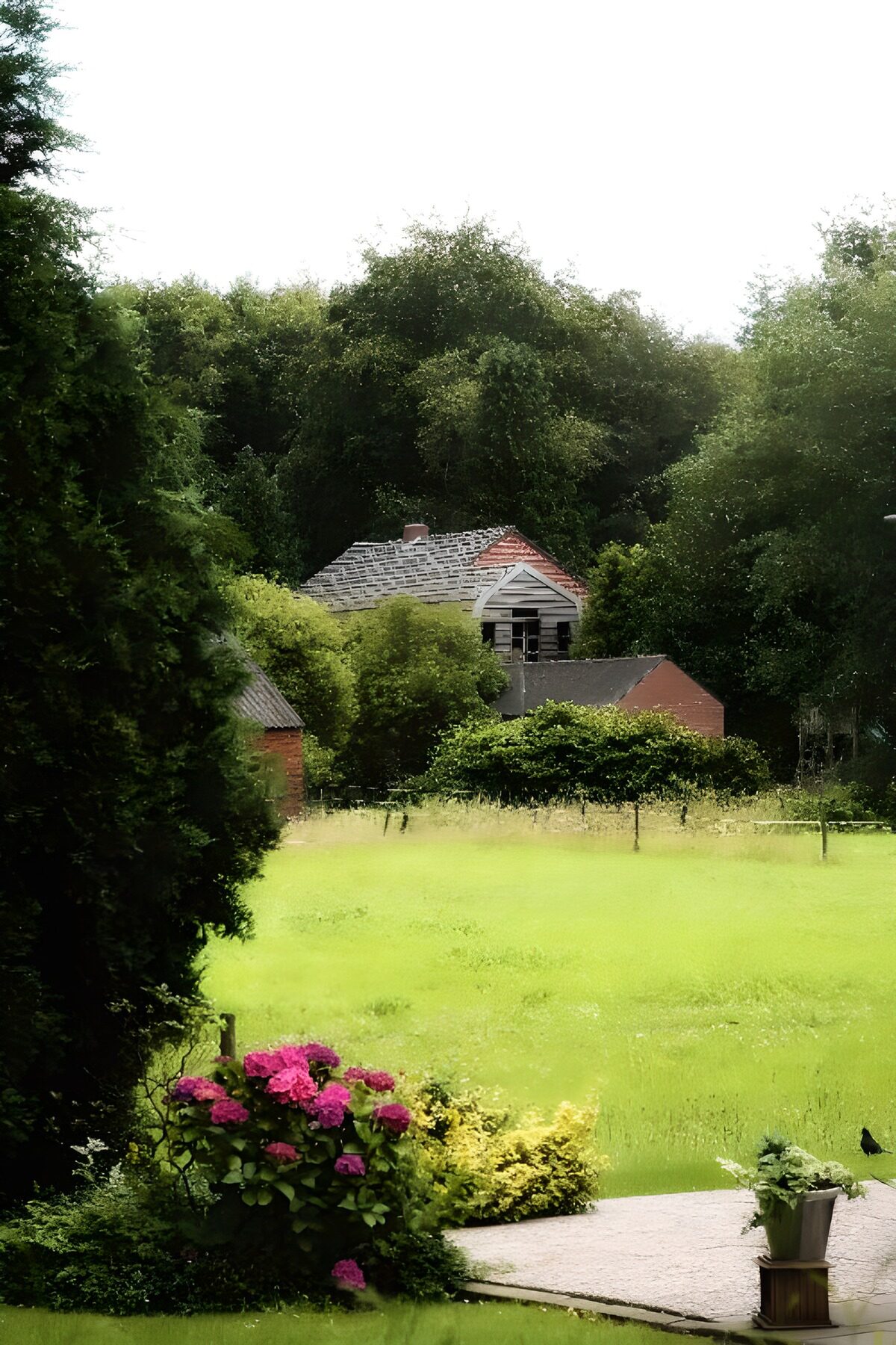 Jardín con hortensias rosas y casas al fondo