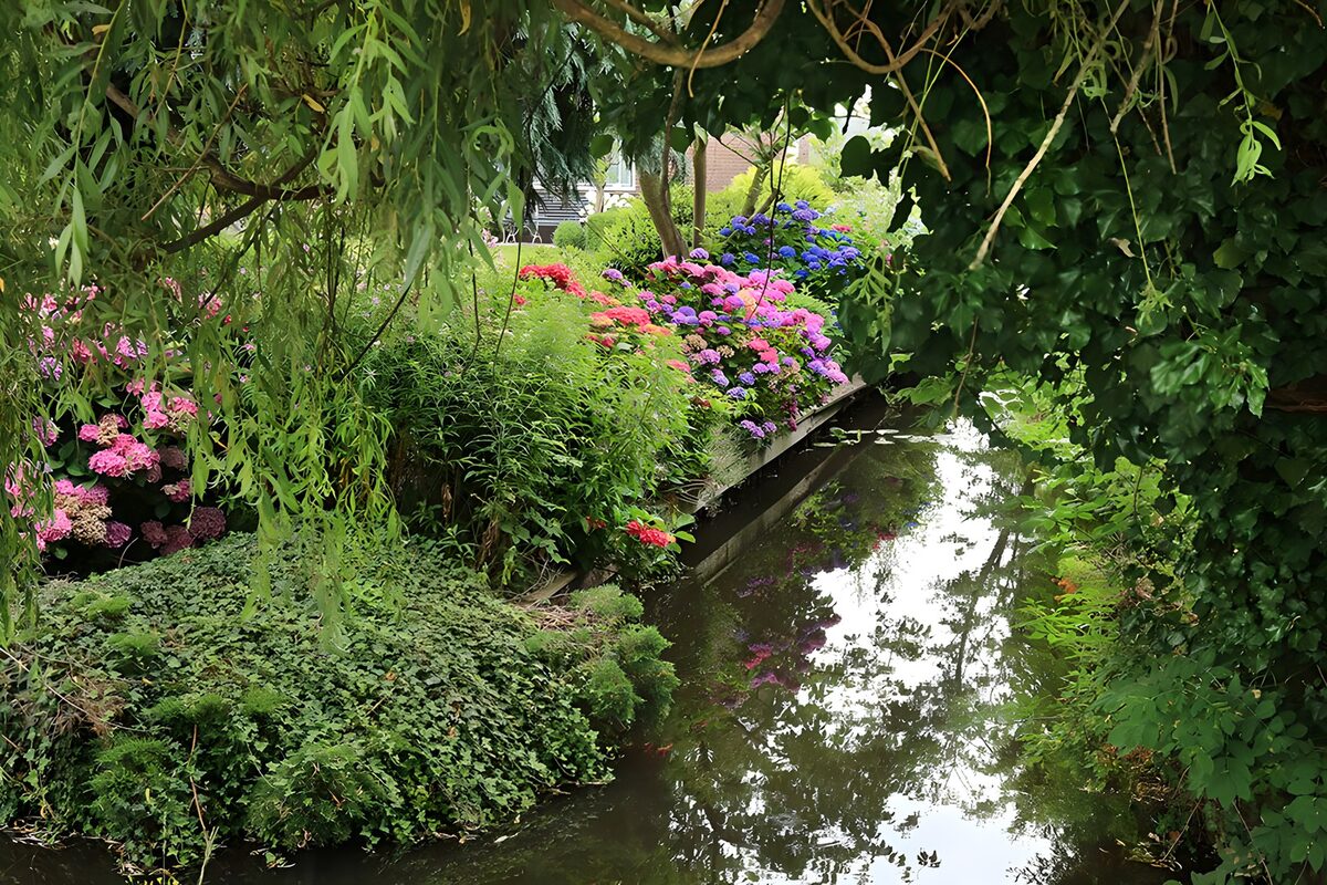 TPES97119: Canal entre hortensias a la sombra