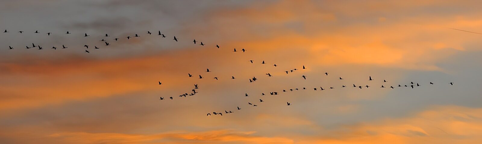 TPES44316: Bandada en vuelo al atardecer