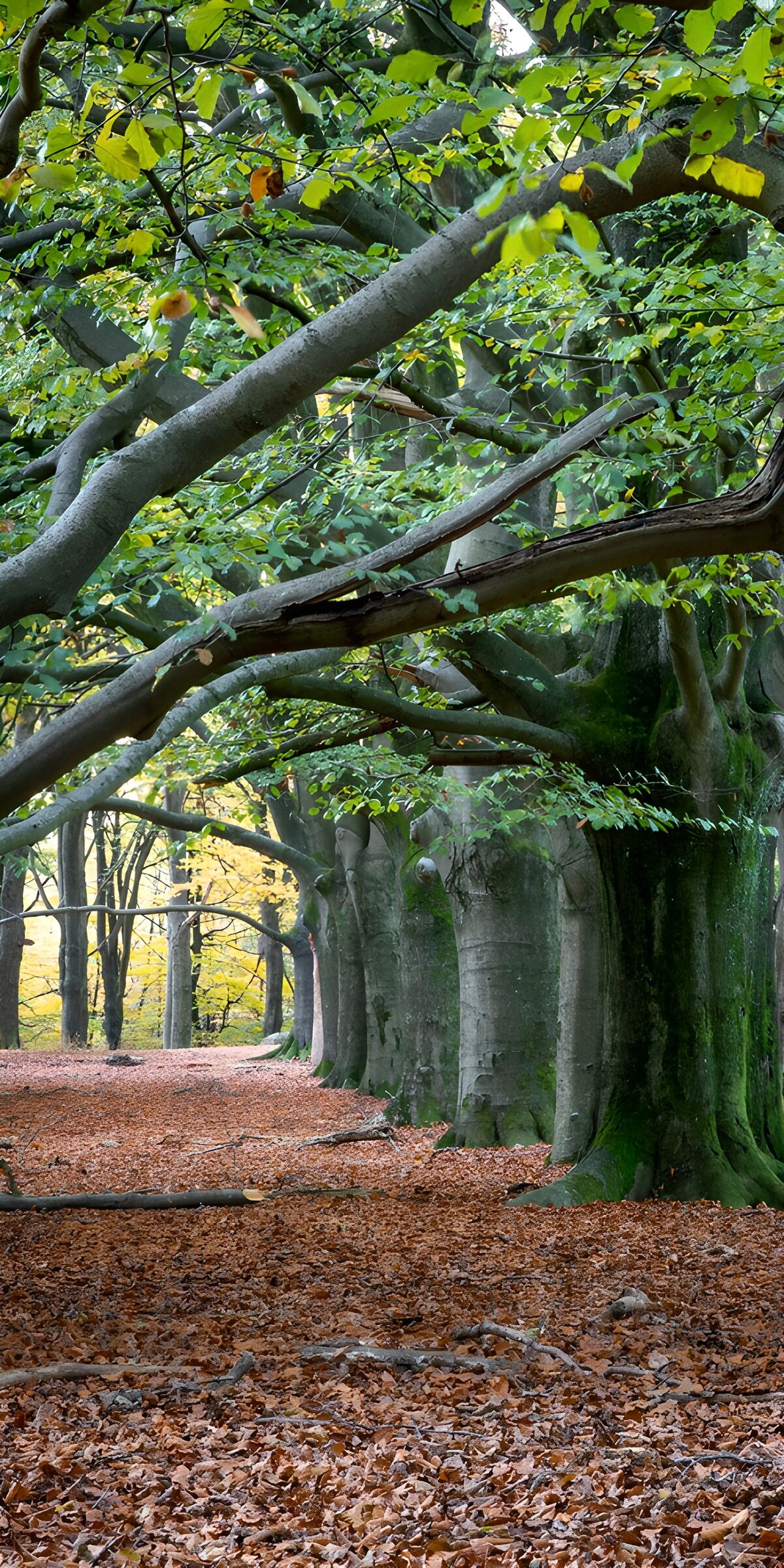 TPES65817: Hilera de hayas en un bosque otoñal