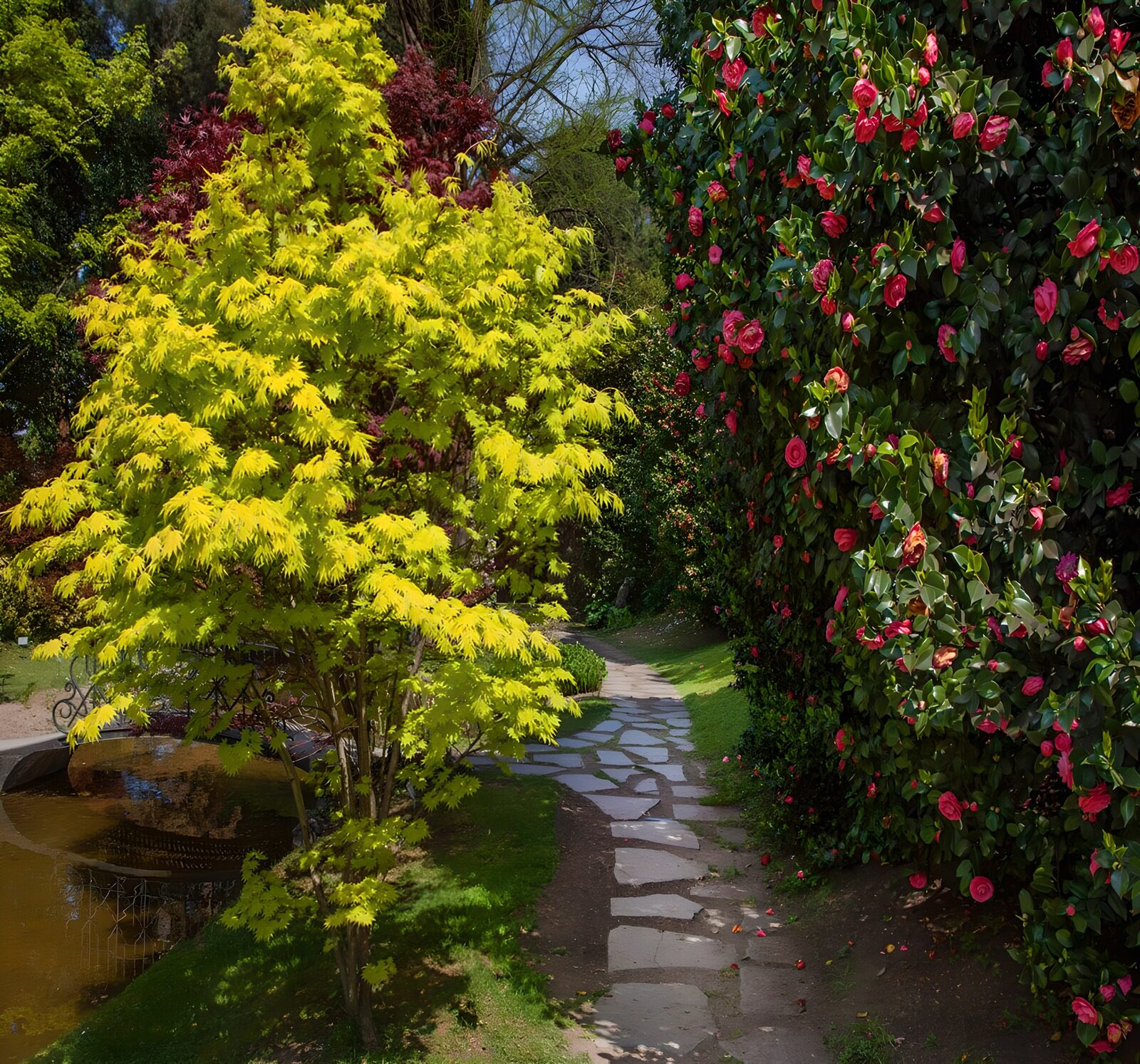 TPES73847: Sendero entre arce y camelias