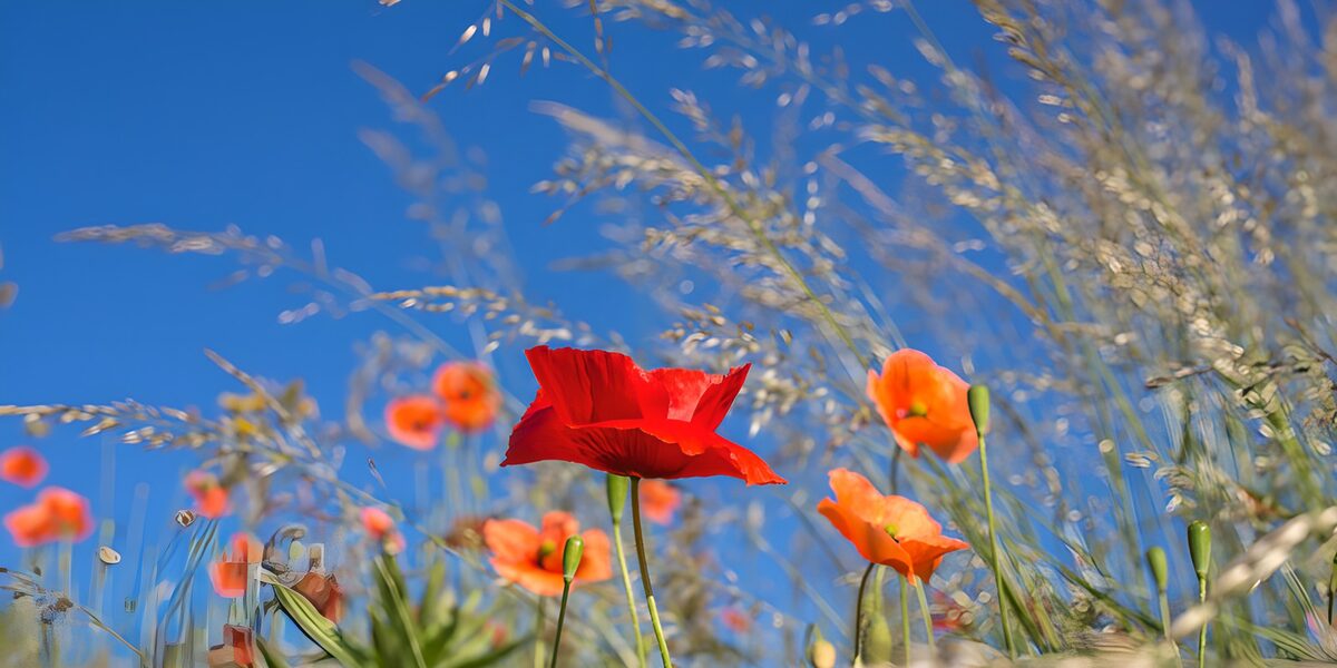 Amapolas en un mar de hierba