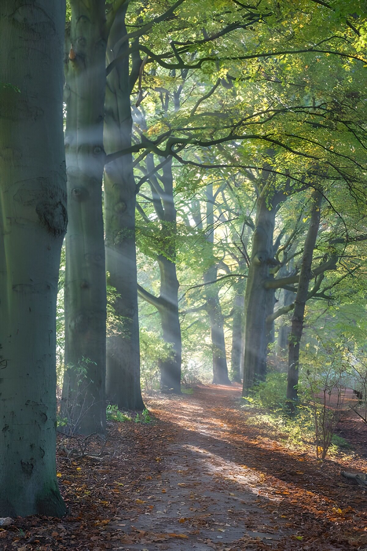 TPES55420: El bosque abre un camino hacia la luz