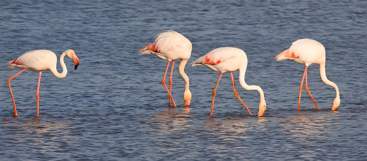 Cuatro flamencos en el agua en calma