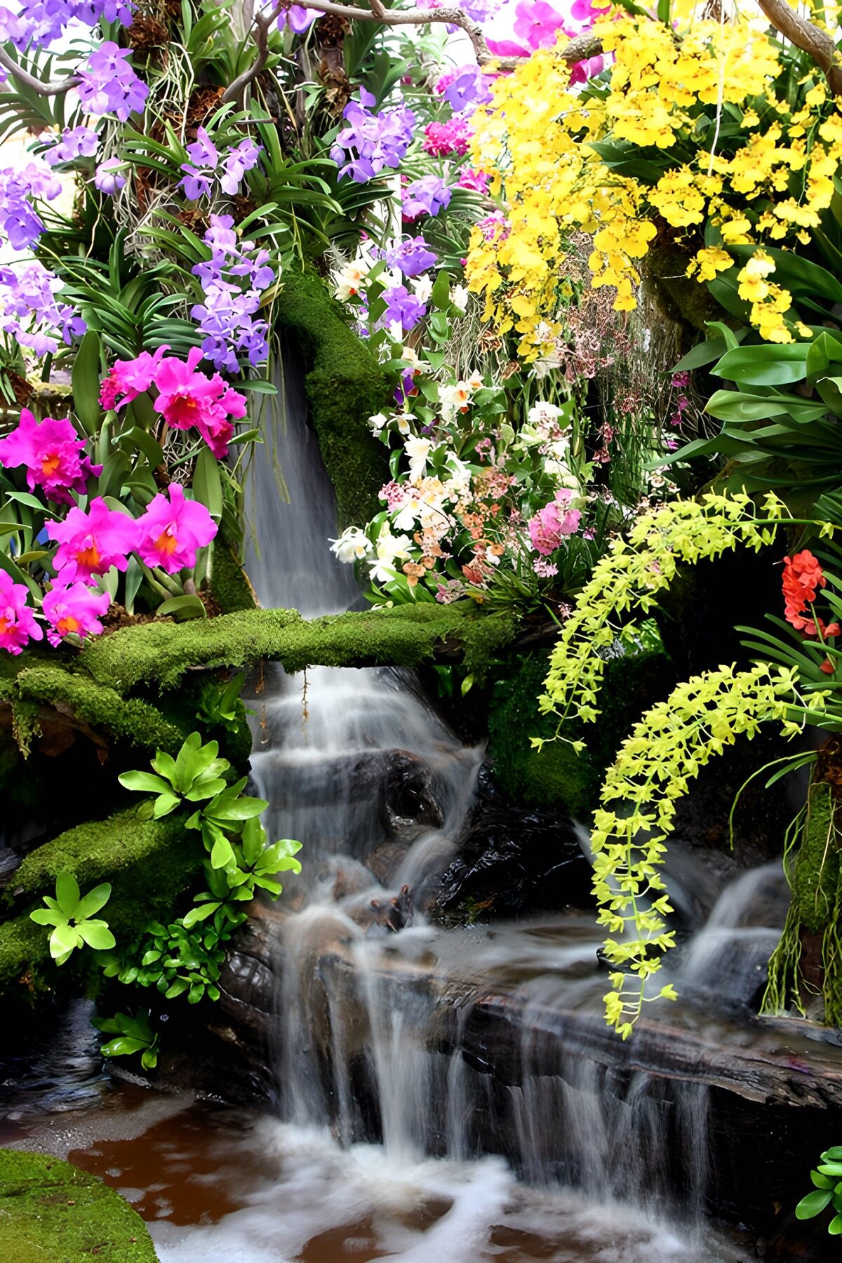 Cascada entre orquídeas de colores