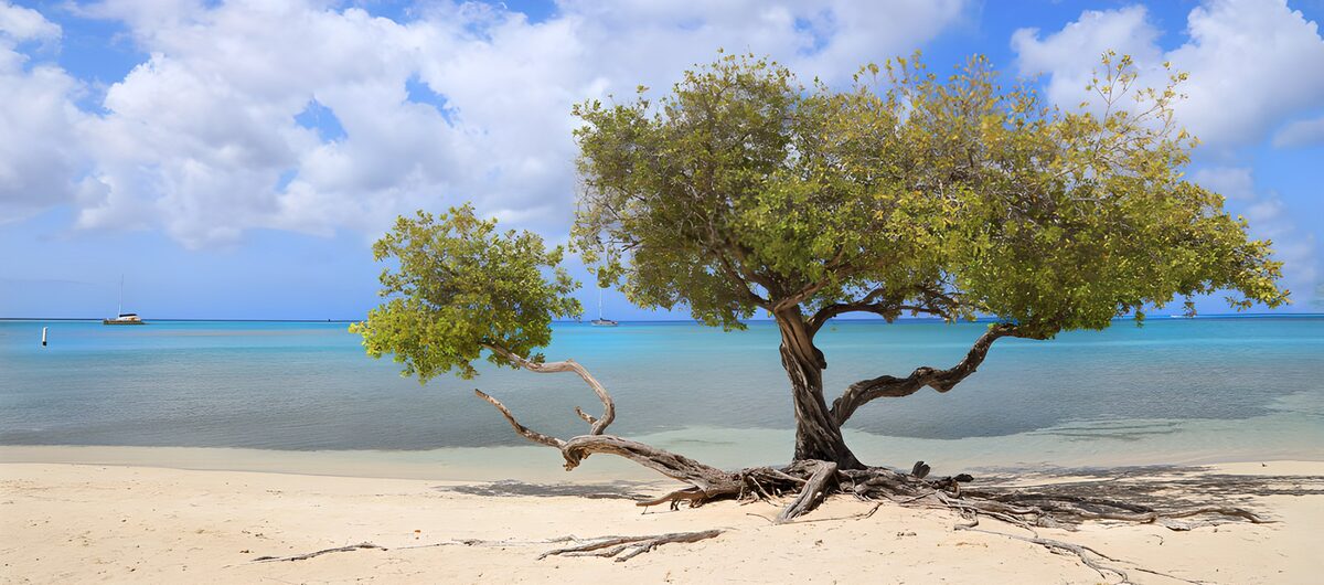 Árbol de playa junto al mar en calma