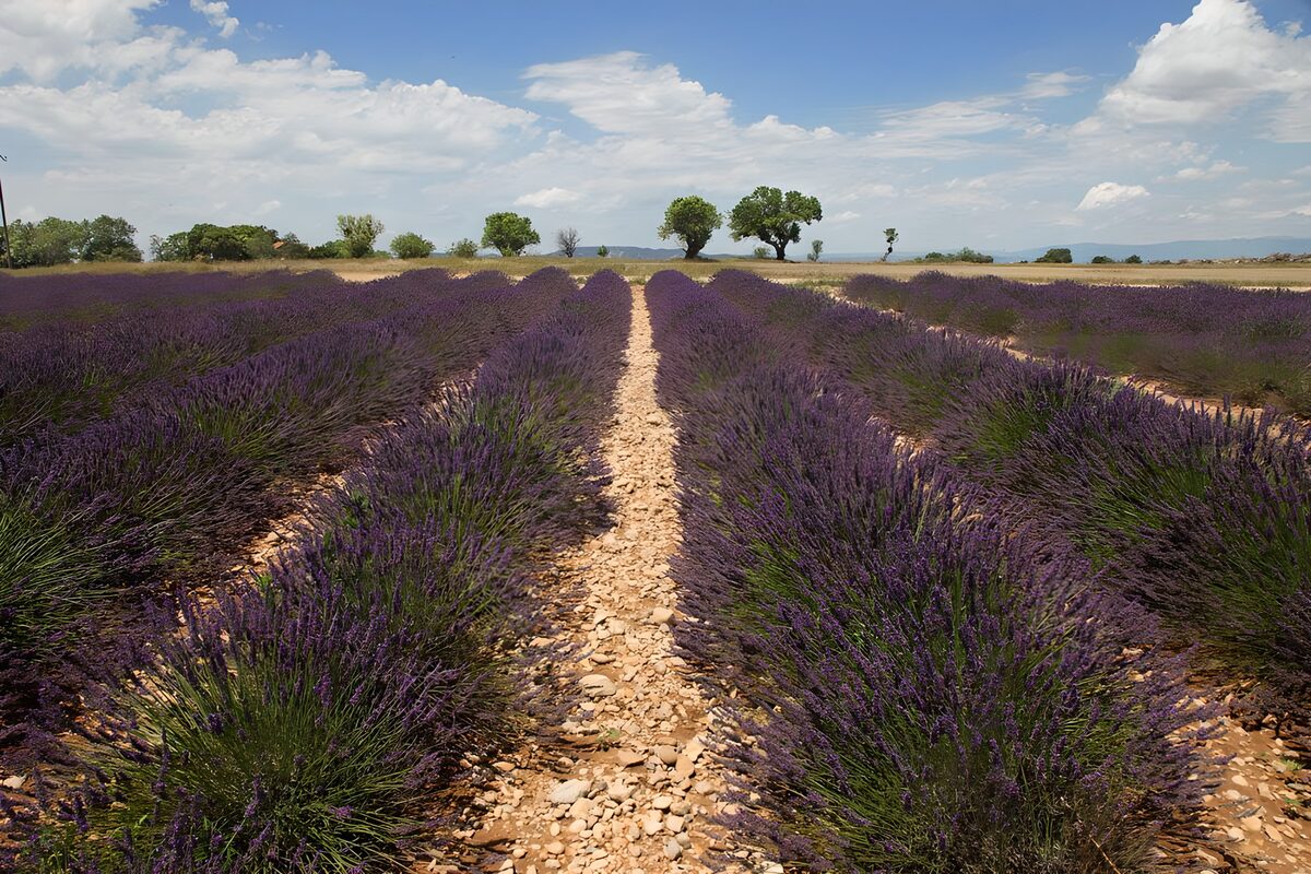 Lavanda hasta donde alcanza el cielo