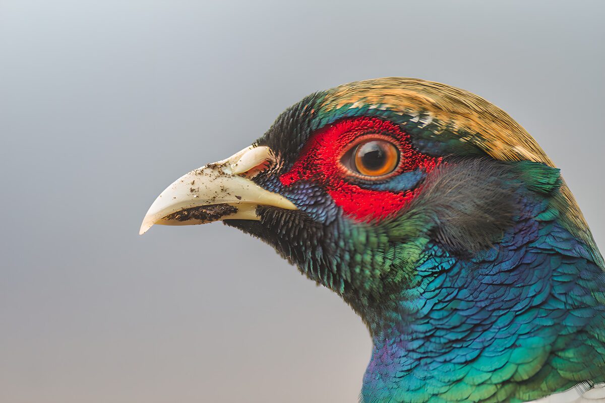 TPES54453: Faisán de perfil con plumaje iridiscente