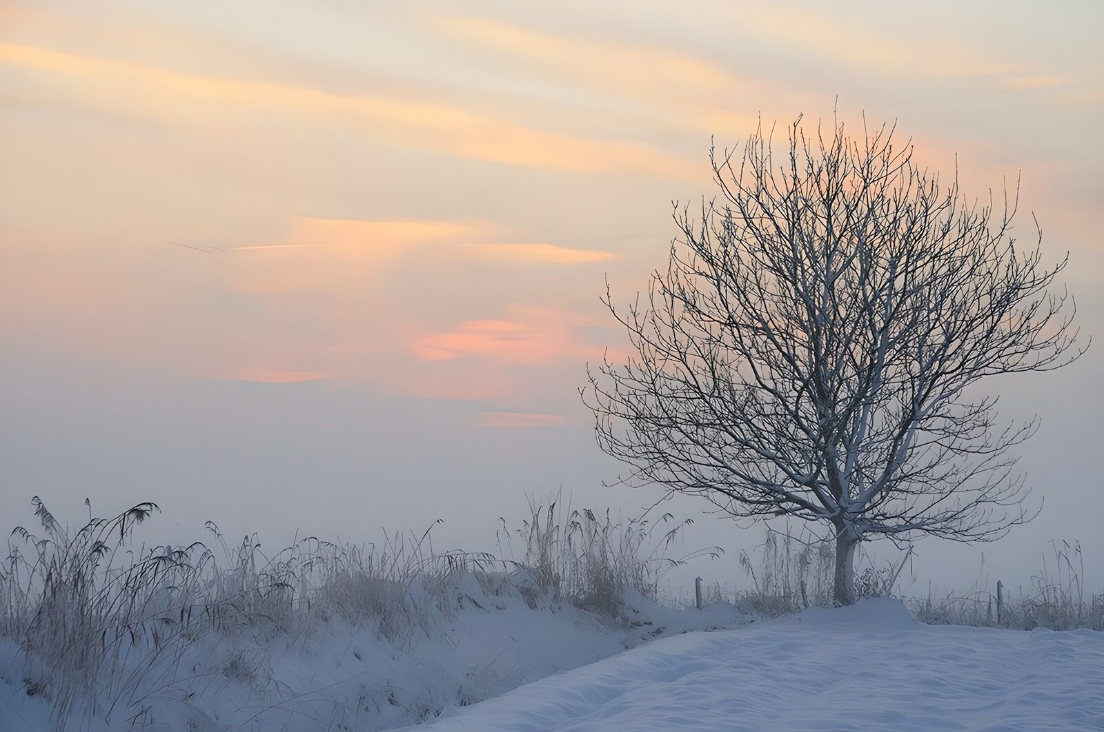 TPES67175: Árbol sin hojas entre nieve y niebla