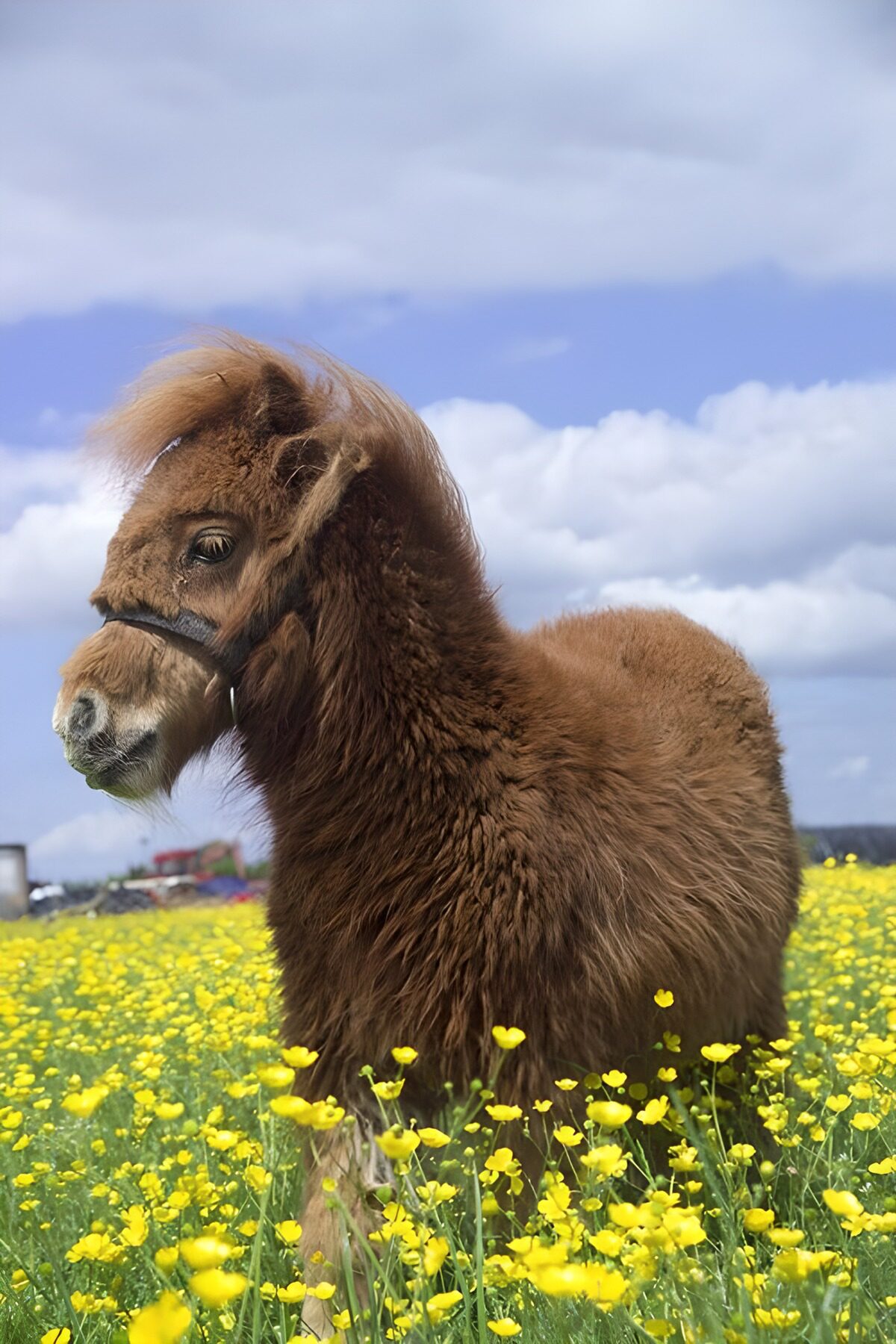 TPES41714: Poni marrón entre flores amarillas