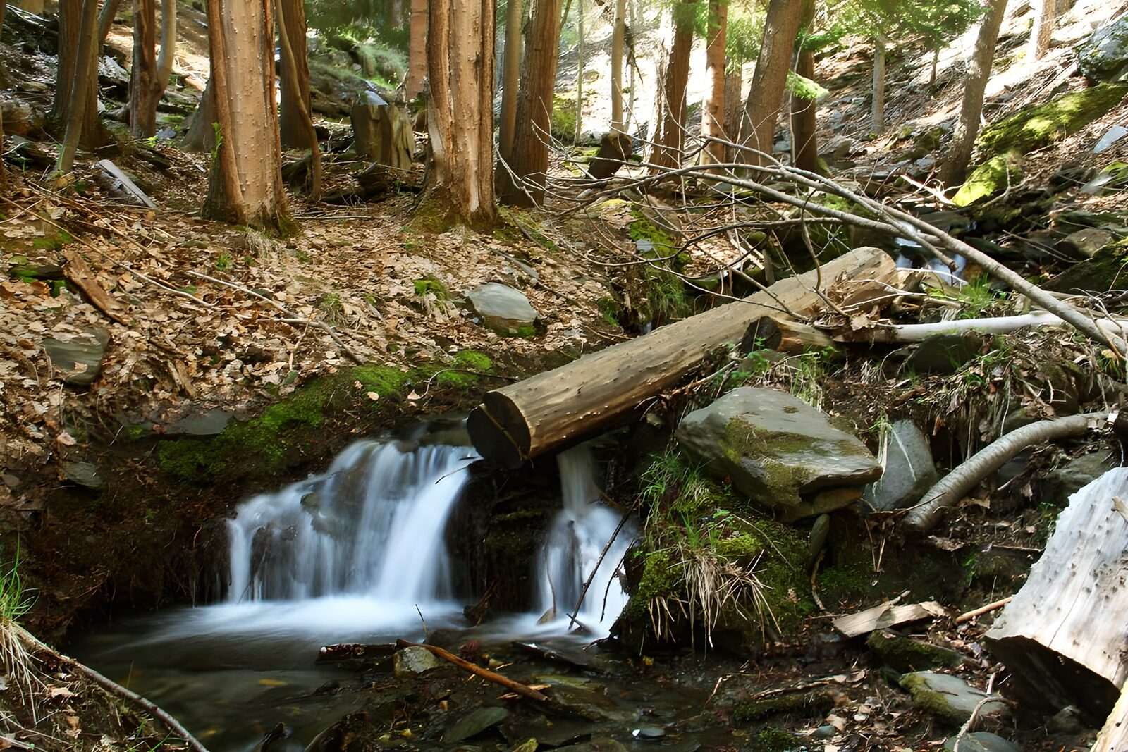TPES40815: Cascada bajo un tronco en el bosque