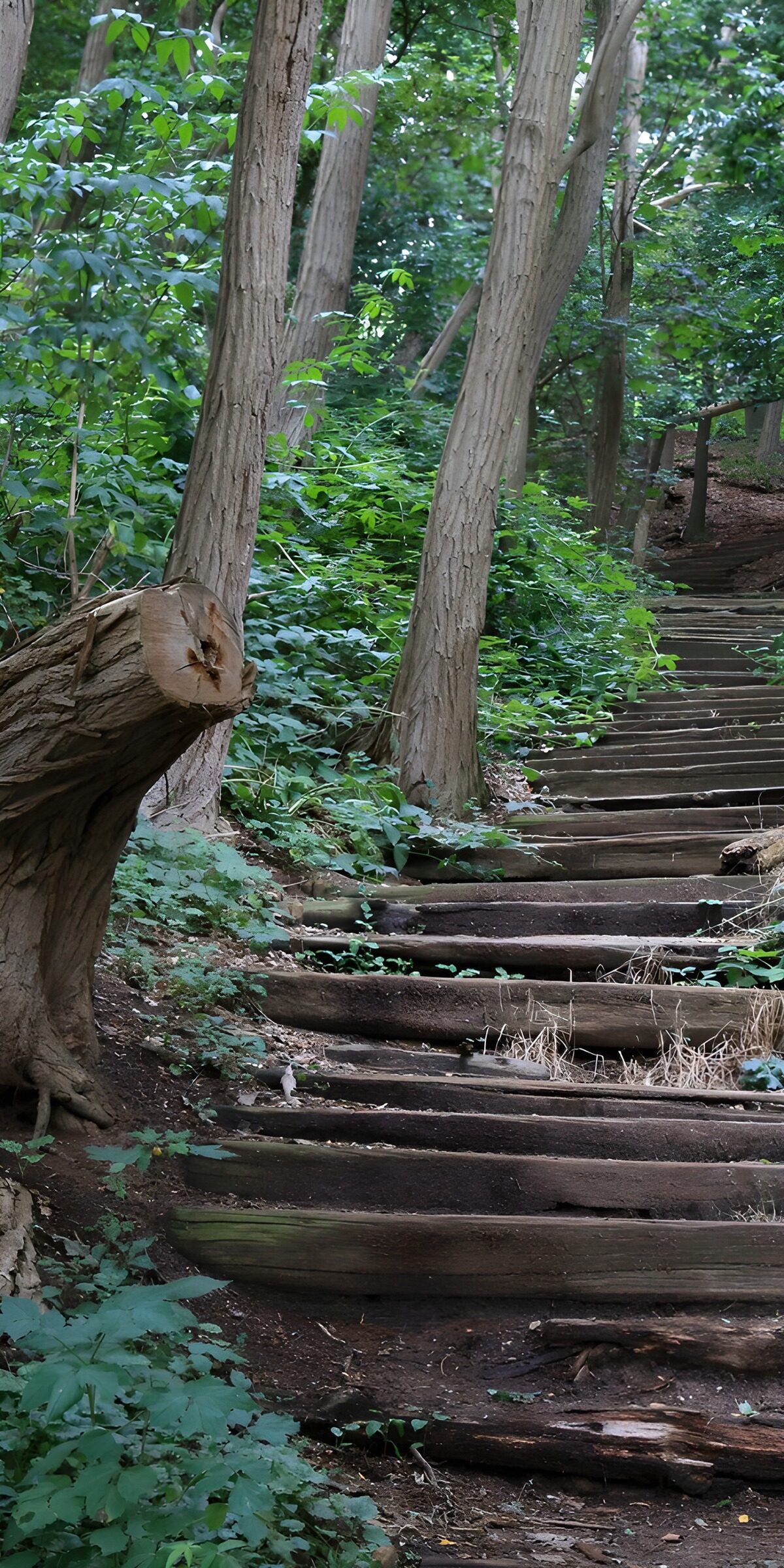 TPES83364: Escalera de madera entre el verde