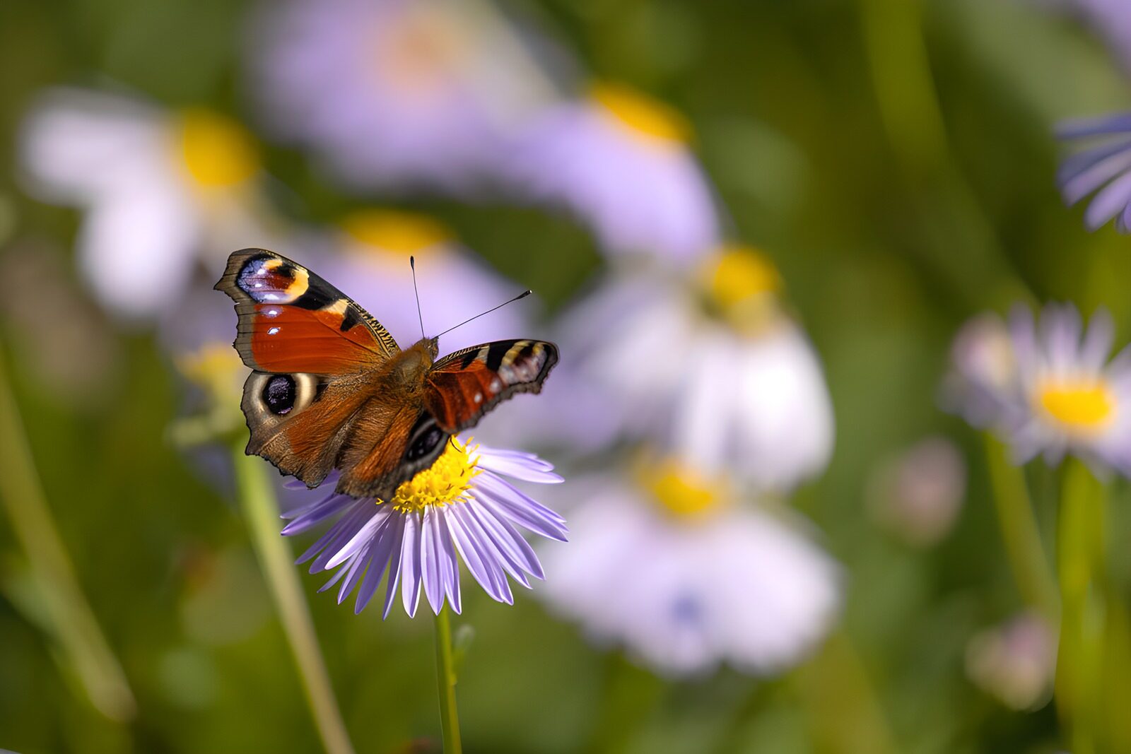 TPES88050: Mariposa pavo real sobre una flor lila
