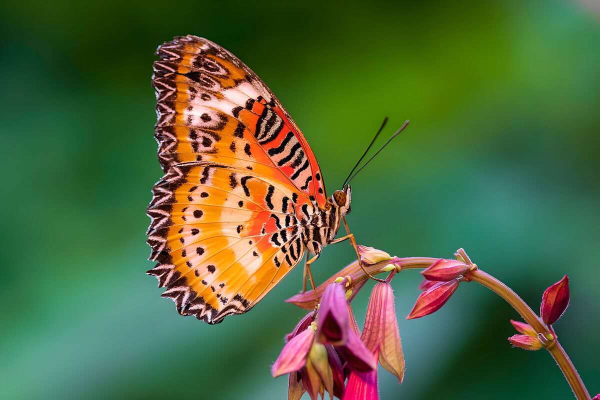 Mariposa naranja sobre flores rosas