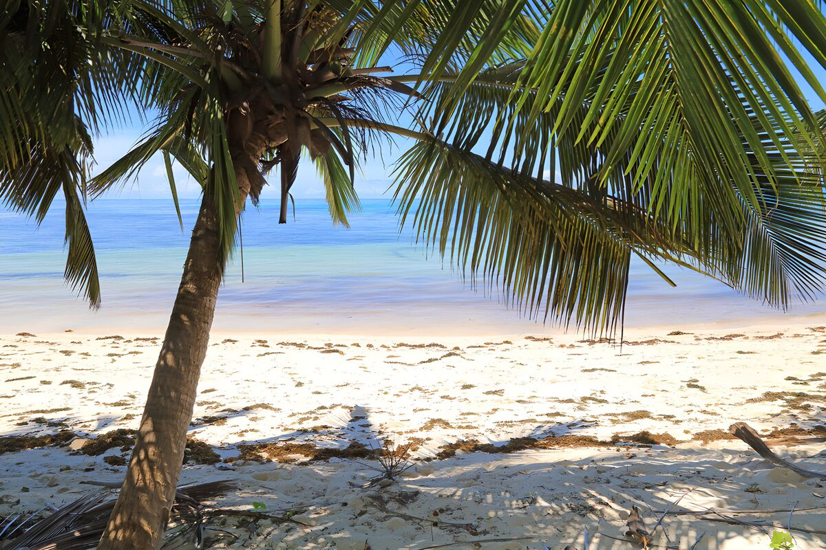 TPES37082: Palmera inclinada sobre una playa en calma