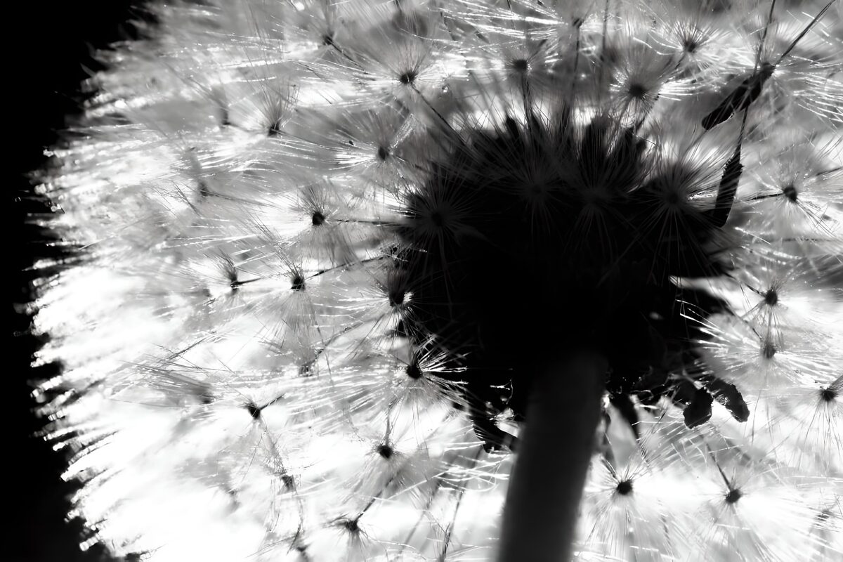 Diente de león, encaje de luz