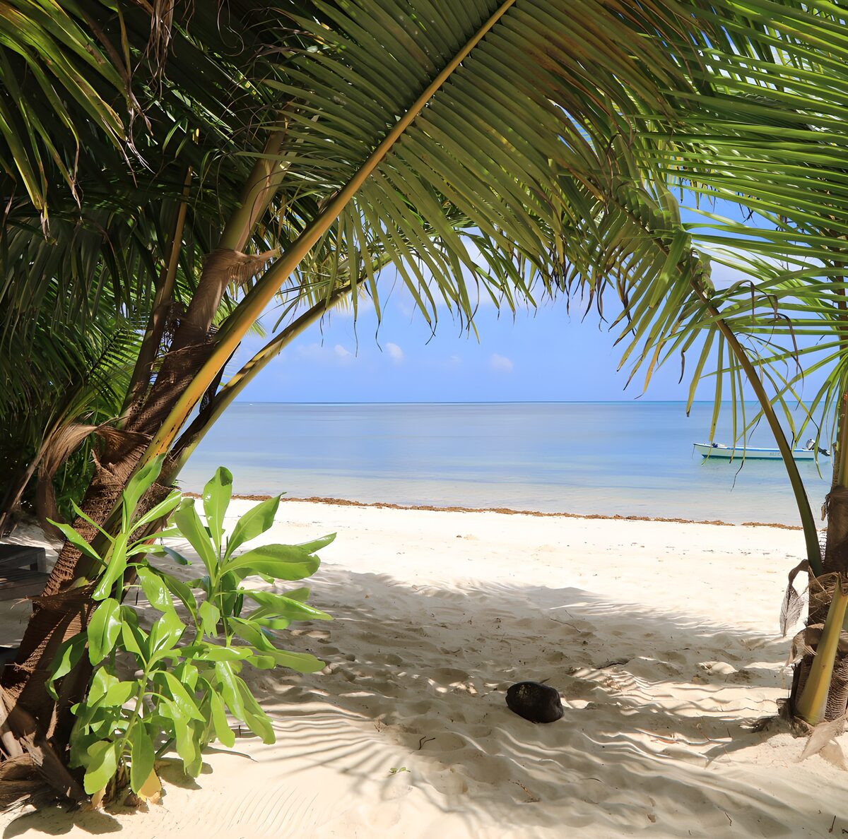 TPES96255: Playa de arena blanca entre palmeras