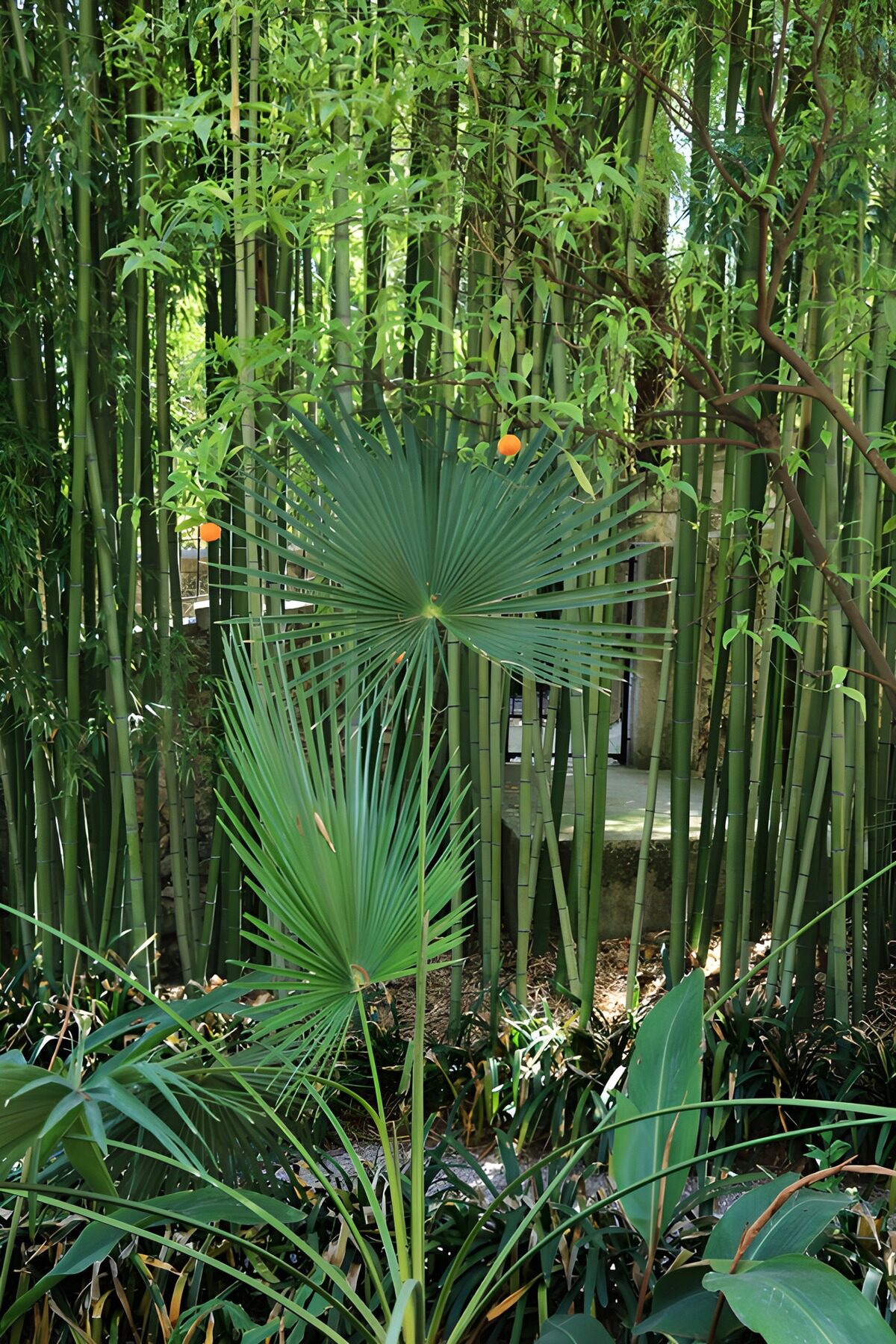 TPES99876: Palmeras de abanico entre bambú