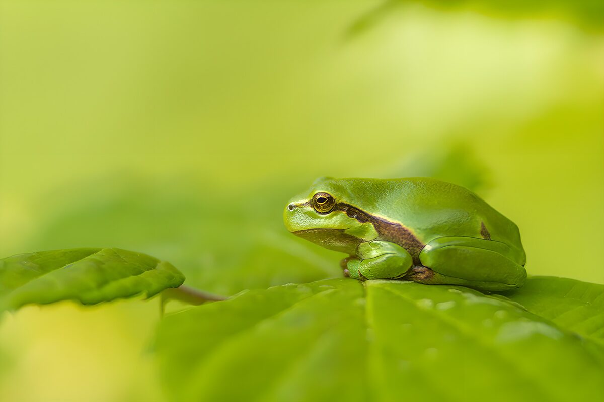 Rana verde sobre una hoja luminosa
