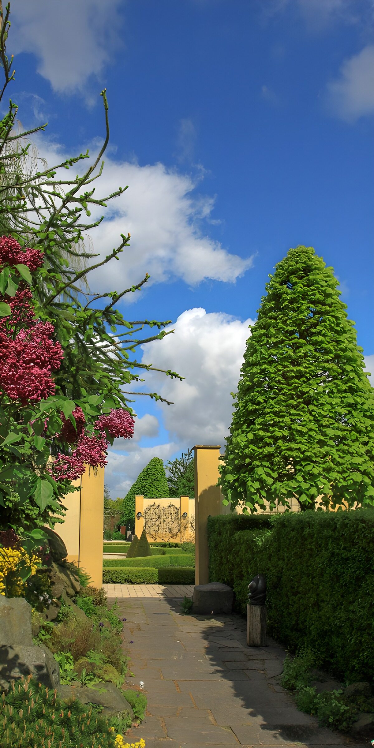 TPES50423: Jardín con setos y flores moradas