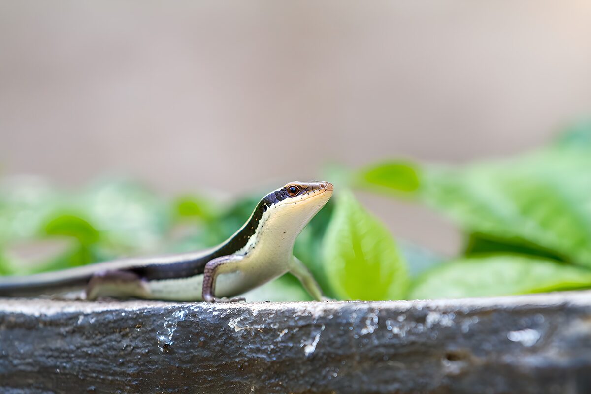 Lagarto sobre una repisa gris