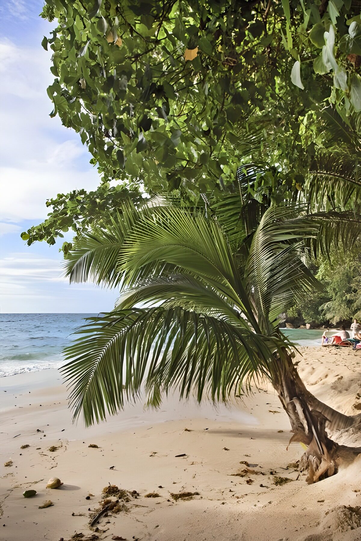 TPES35577: Una palmera abraza el azul del mar