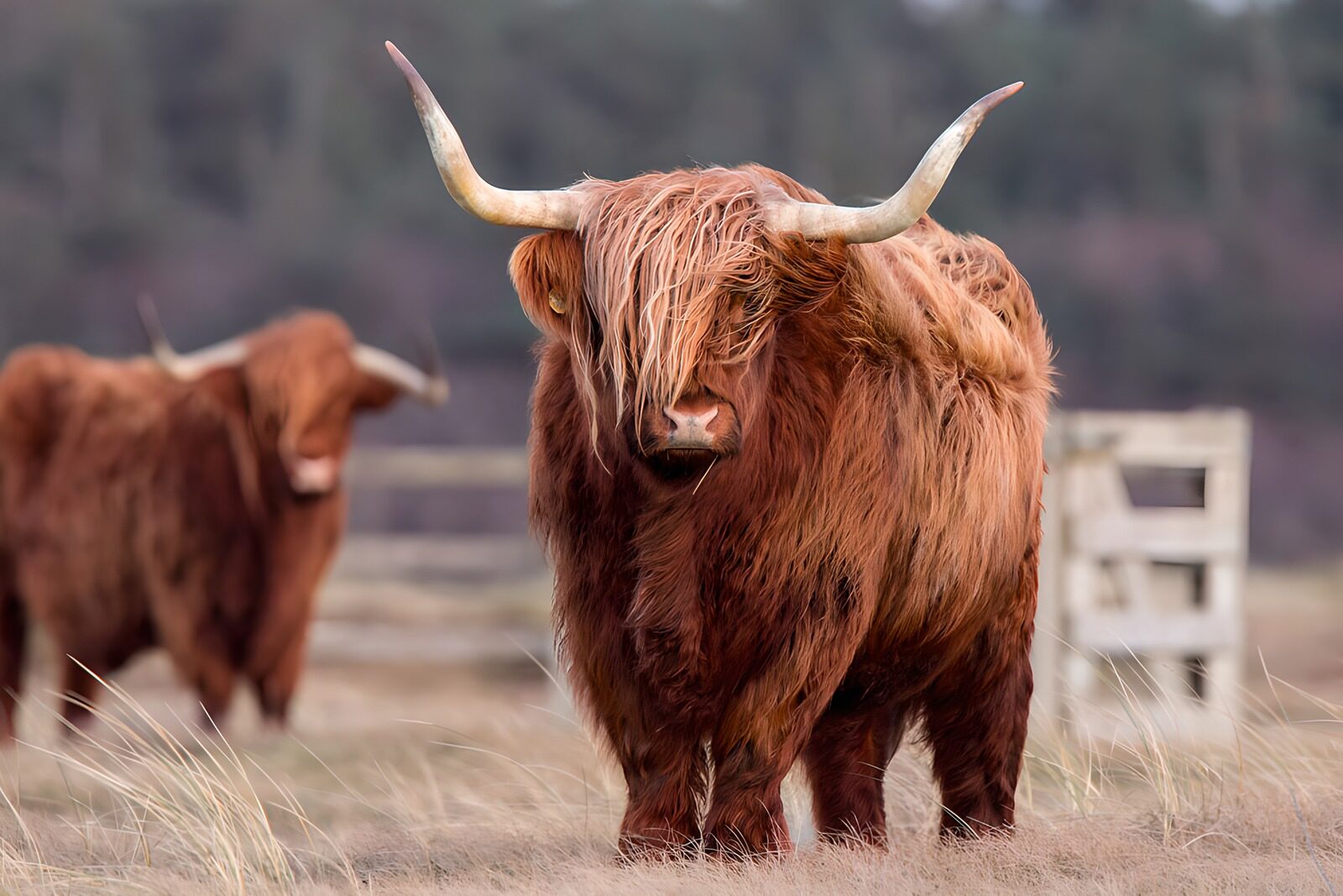 TPES76543: Vaca highland en un prado en calma